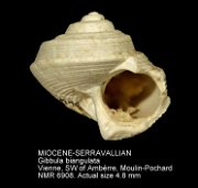 MIOCENE-SERRAVALLIAN Gibbula biangulata